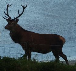Visiting Red Deer Stag in the Garden