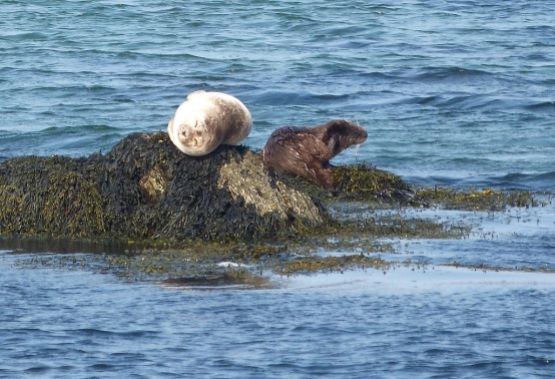 1 Otter and seal